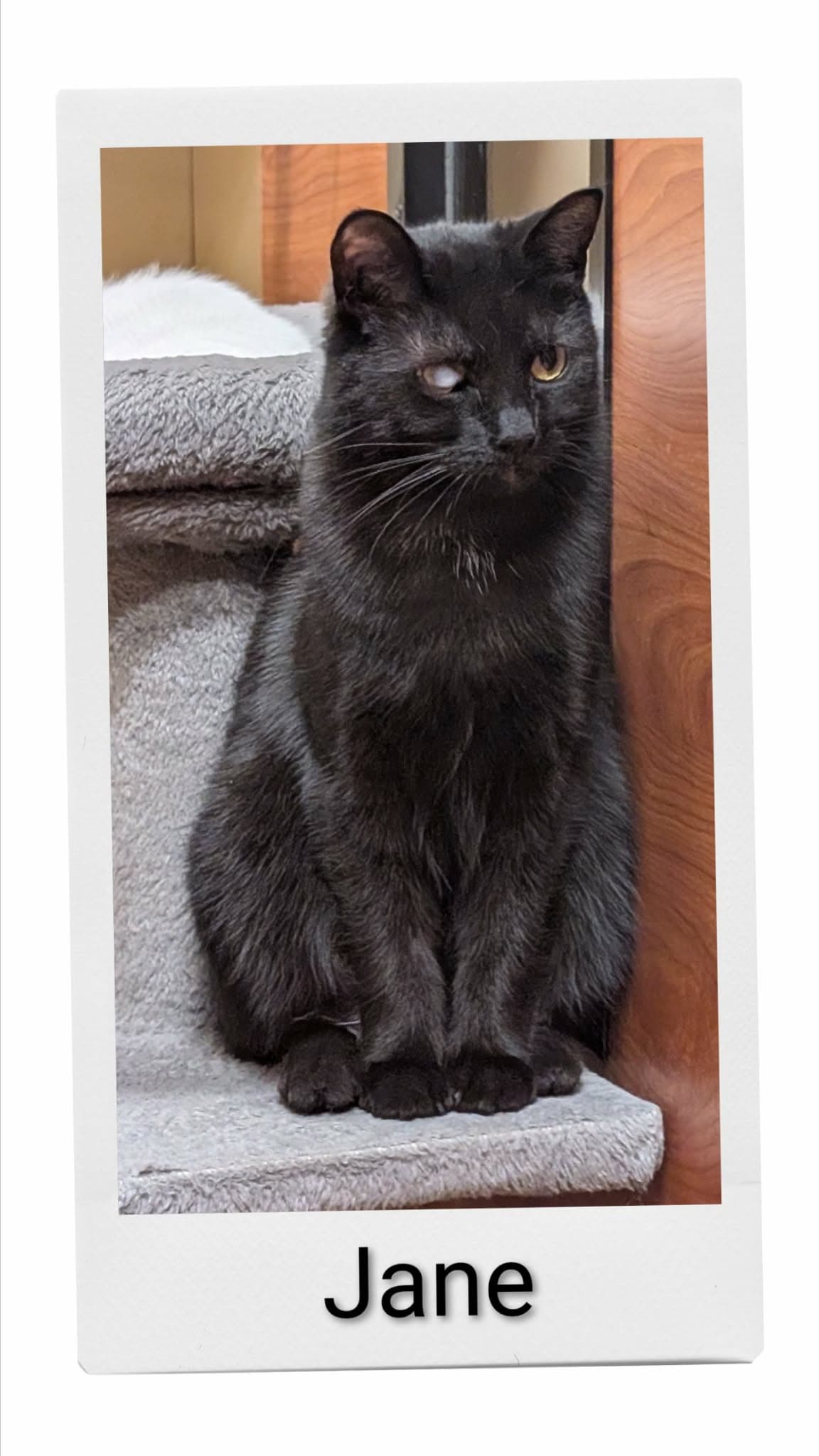 Jane - Domestic Short Hair
