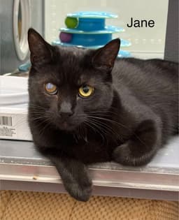 Jane image 2