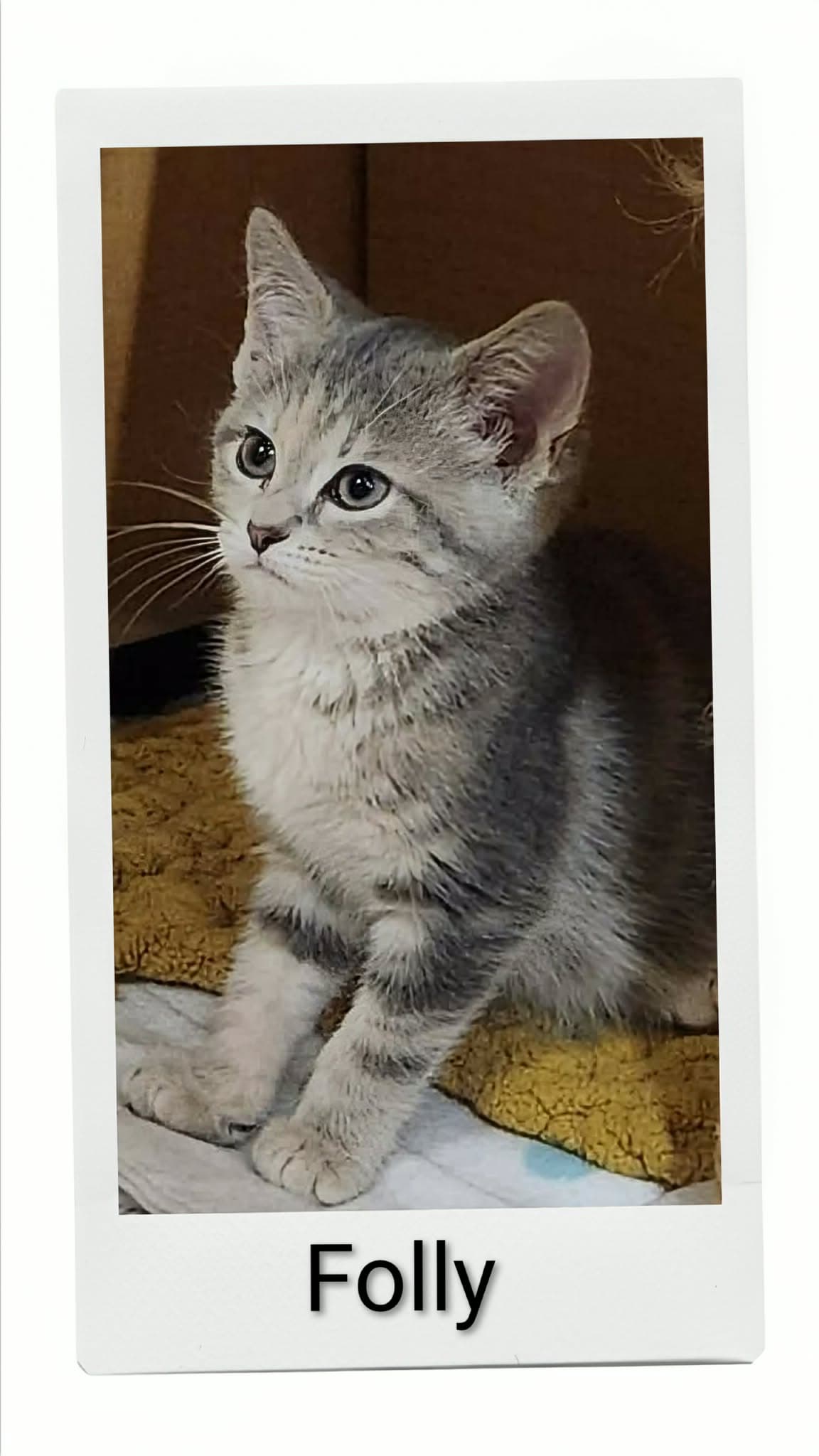 Folly - Domestic Short Hair