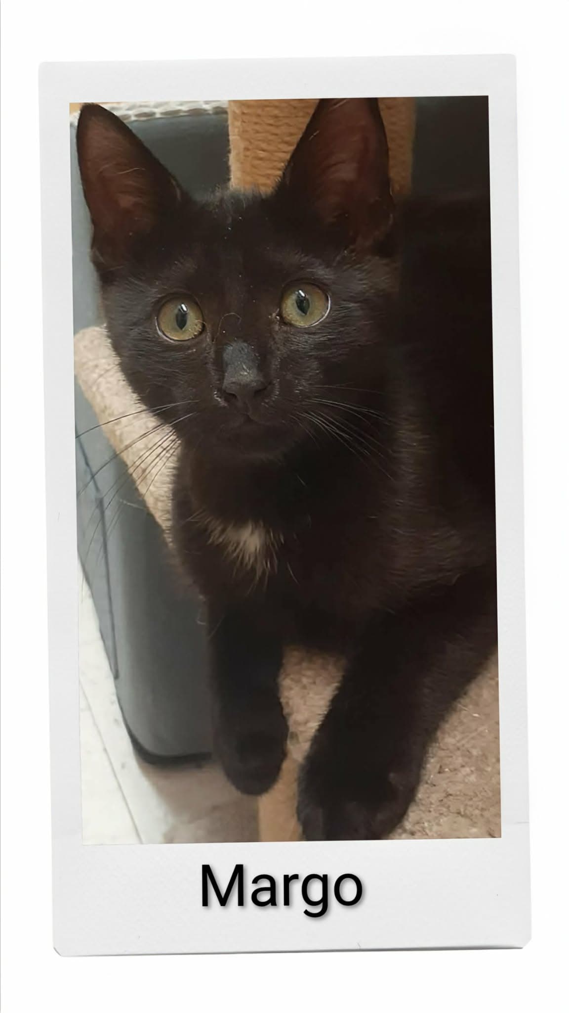 Margo - Domestic Short Hair