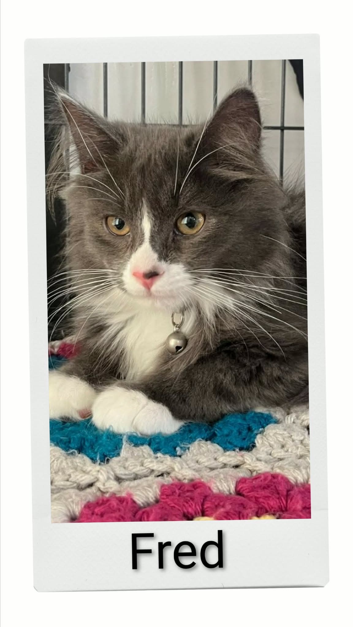 Fred - Domestic Long Hair