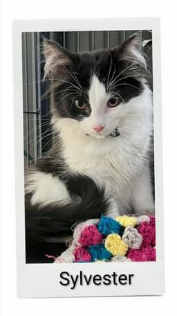 Sylvester image 1