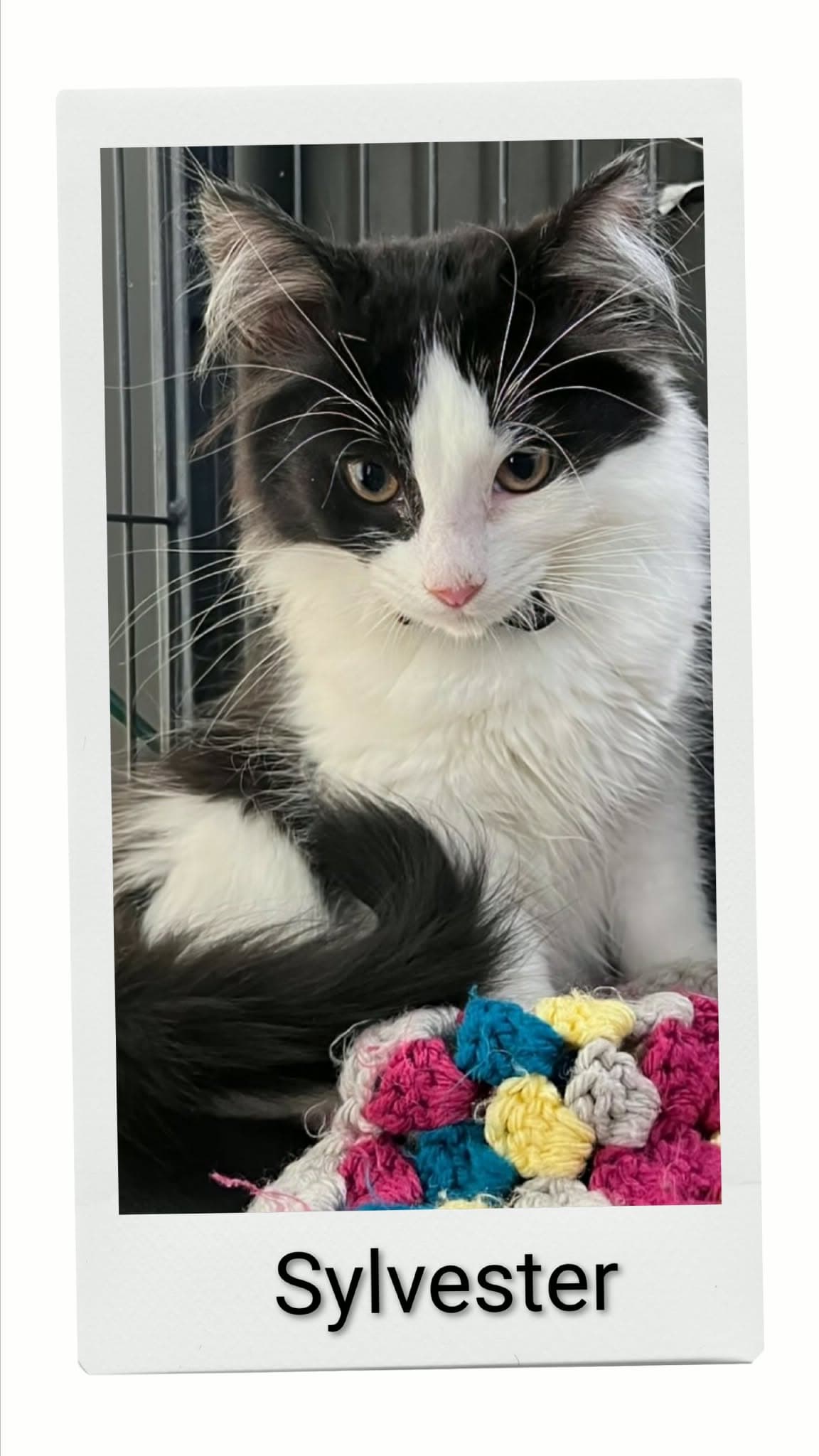 Sylvester - Domestic Short Hair