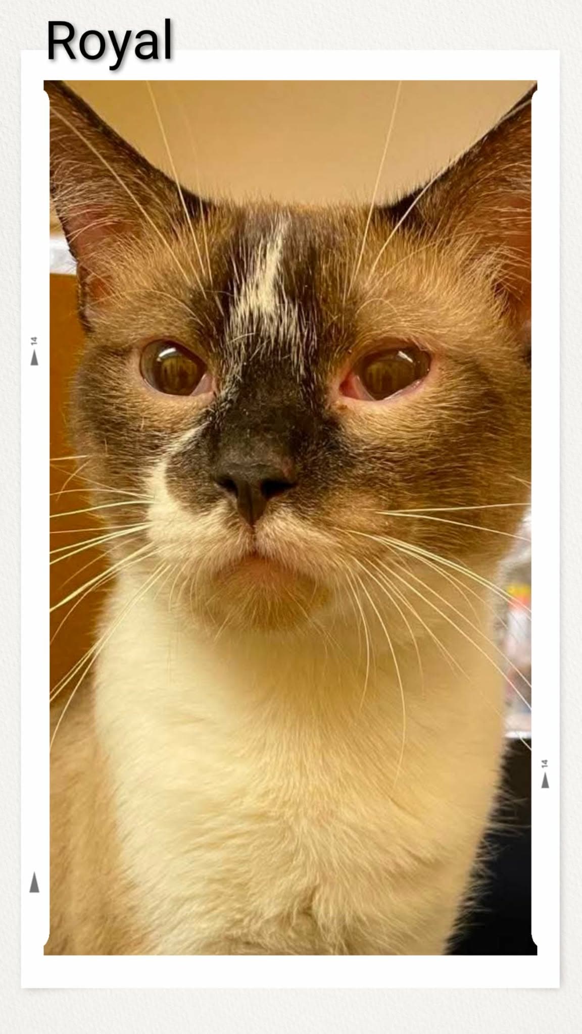 Royal - Snowshoe