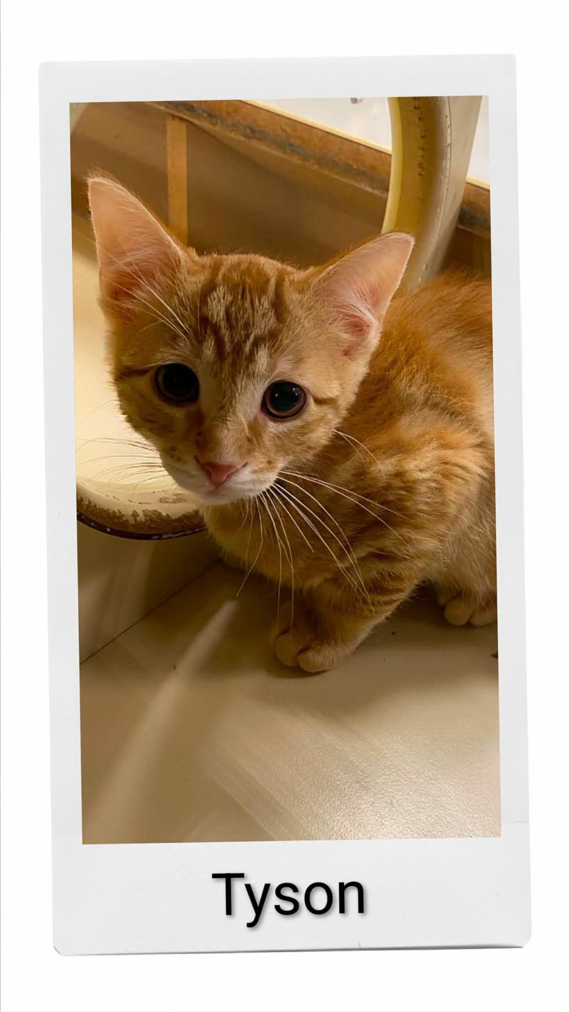 Tyson - Domestic Short Hair