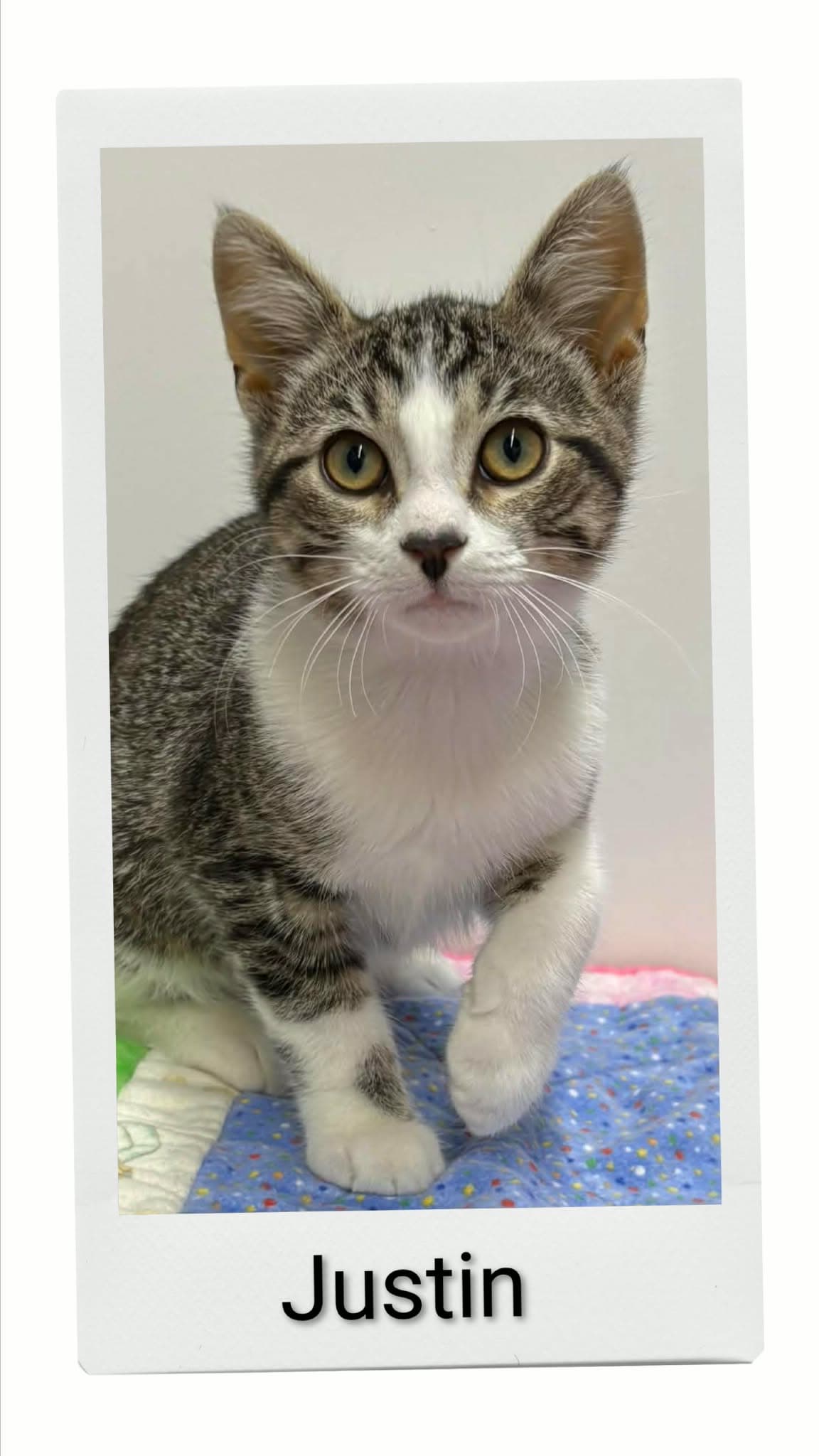Justin - Domestic Short Hair