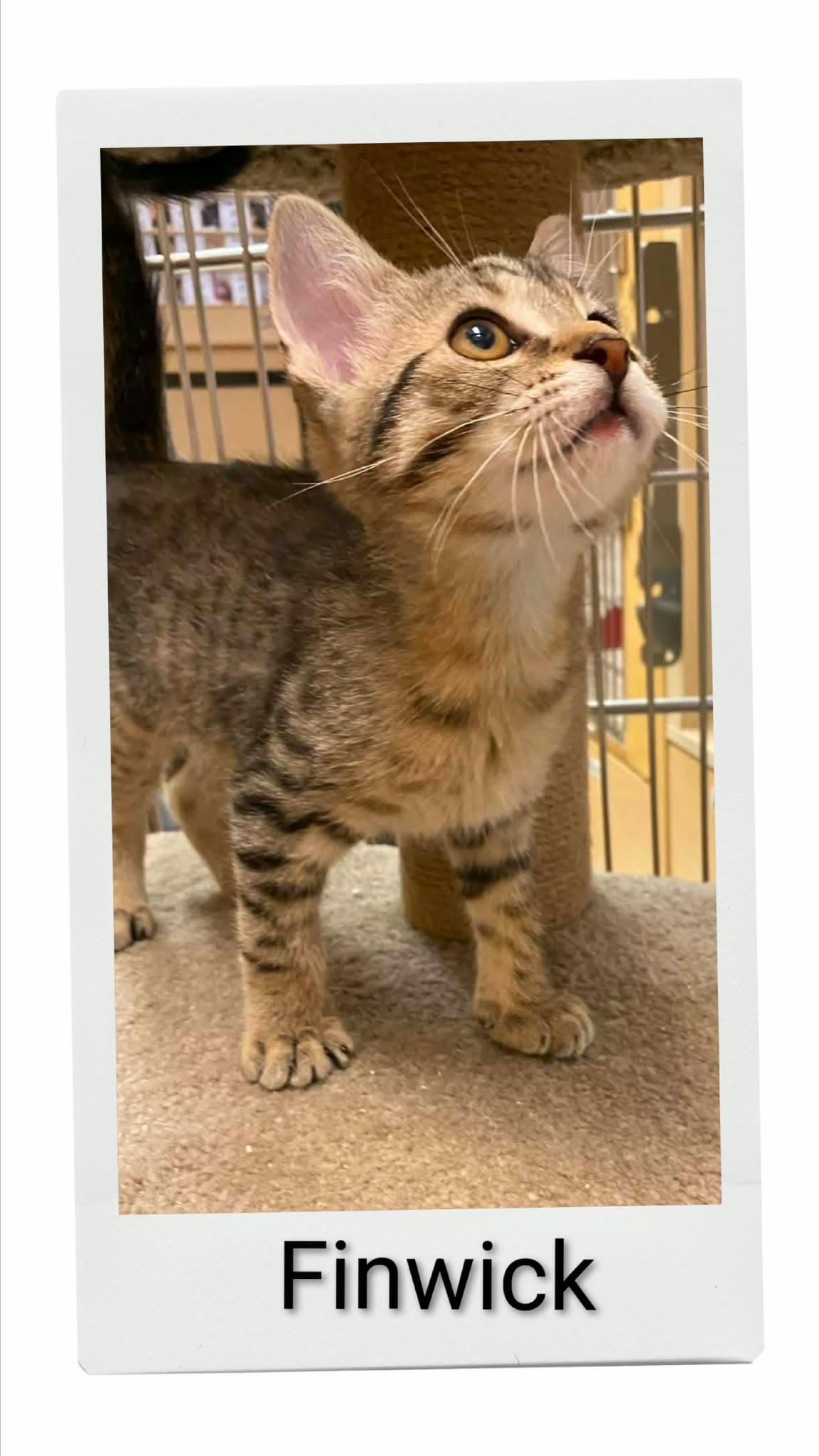 Finwick - Domestic Short Hair