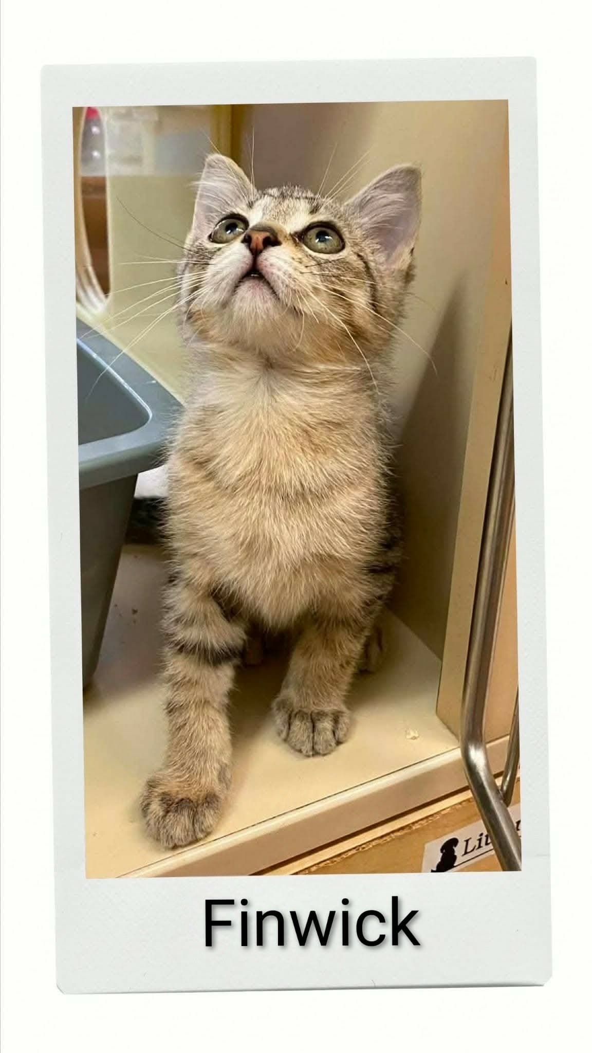 Finwick - Domestic Short Hair