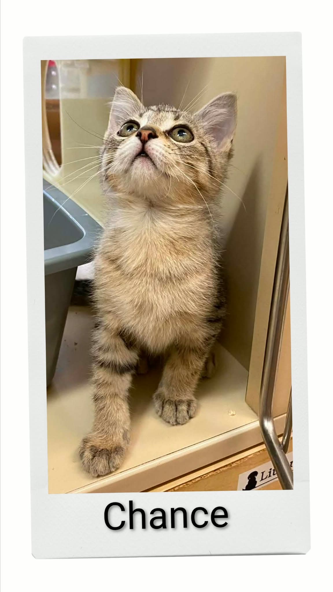 Chance - Domestic Short Hair