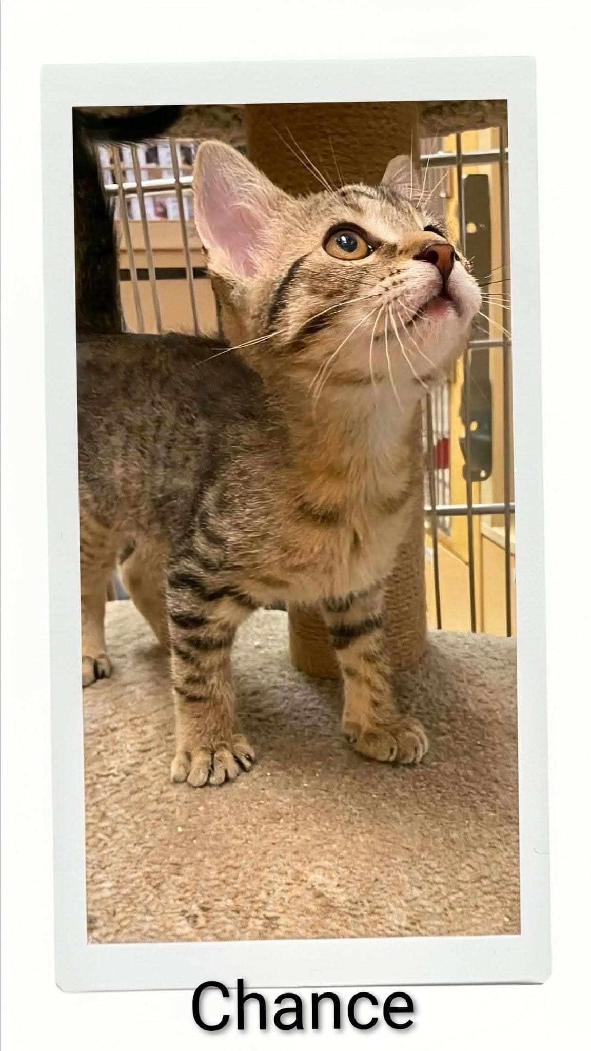 Chance - Domestic Short Hair