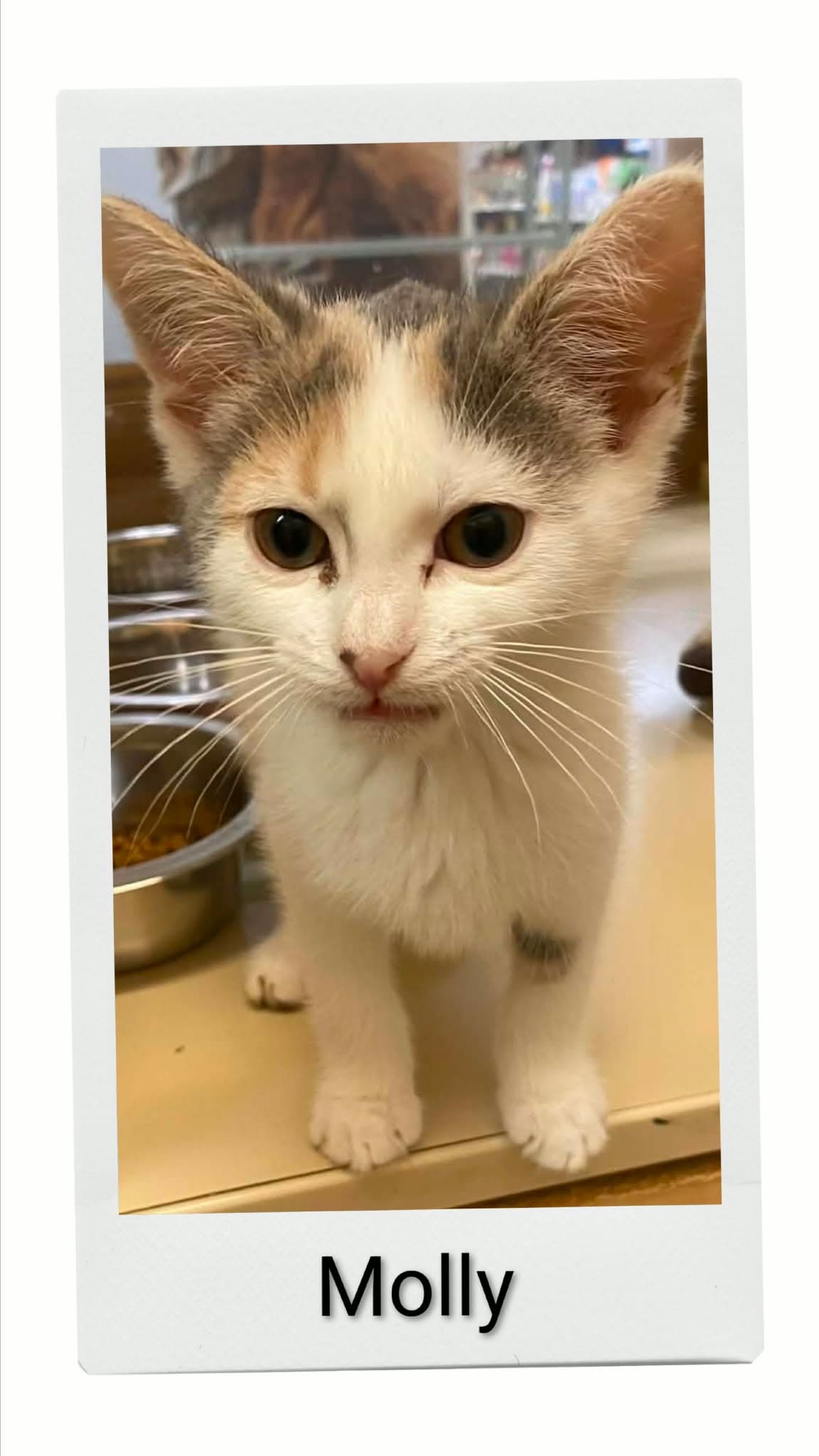 Molly - Domestic Short Hair