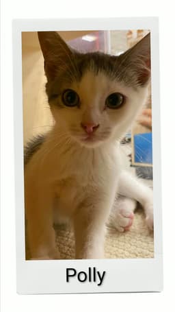 Polly image 1