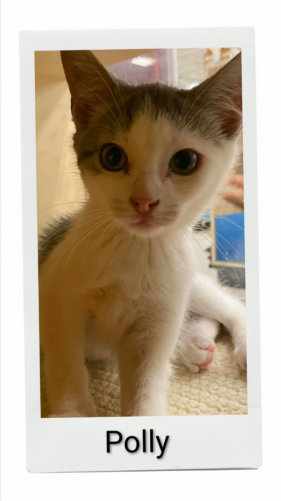Polly - Domestic Short Hair