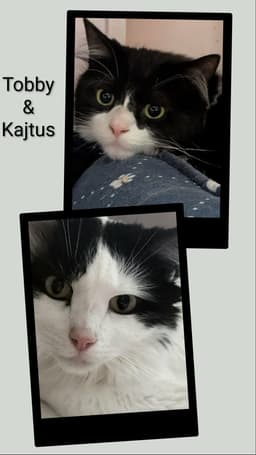 Tobby  Kajtus image 1