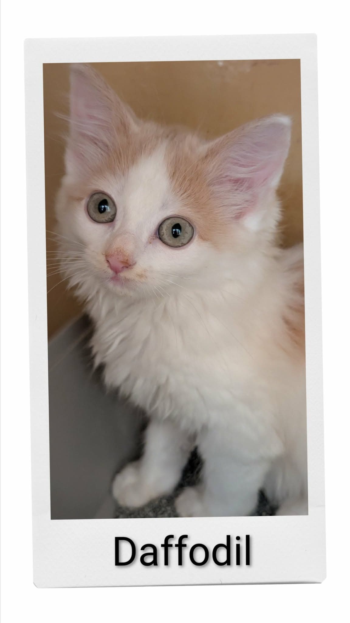 Daffodil - Domestic Medium Hair