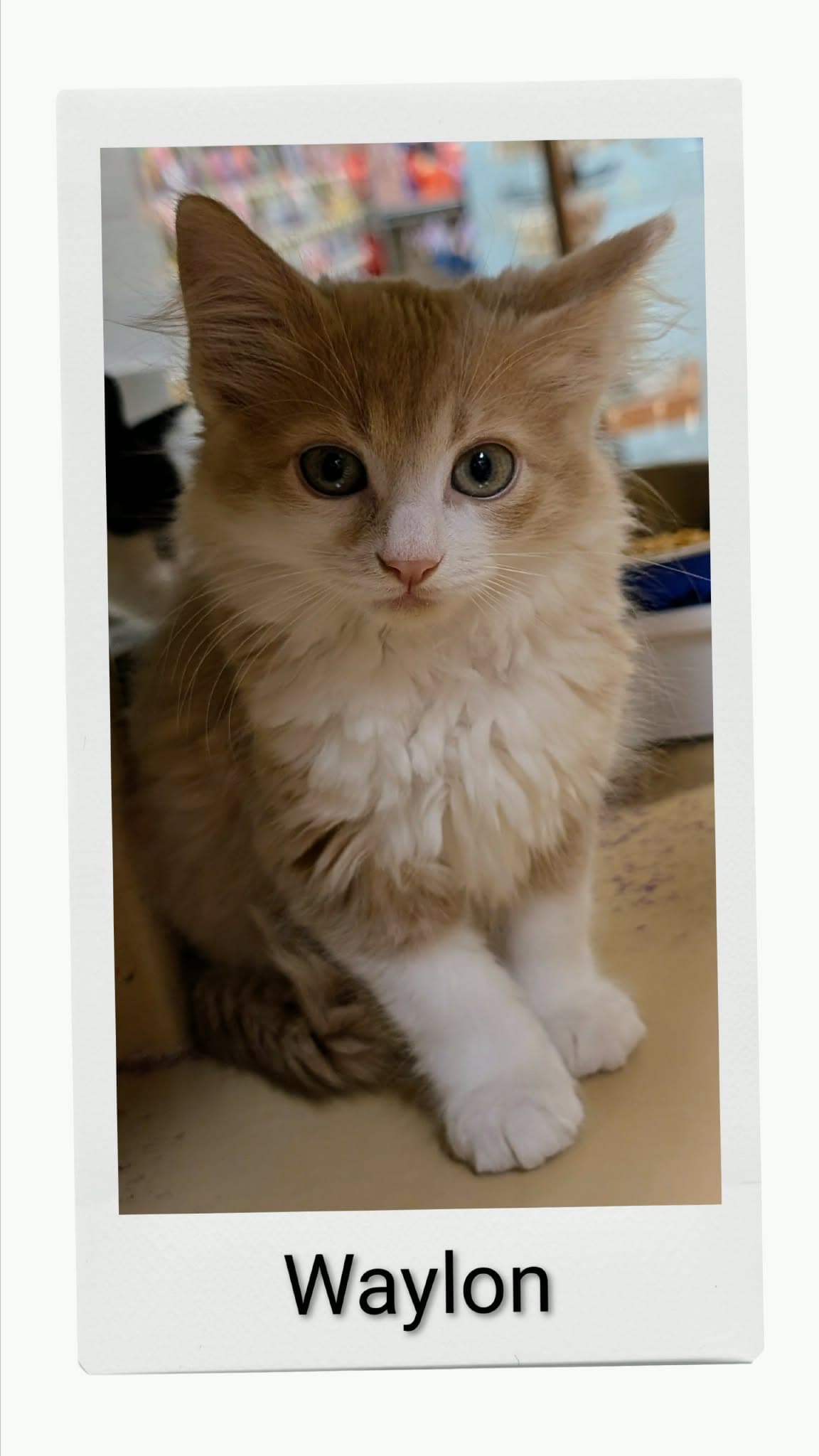 Waylon - Domestic Medium Hair
