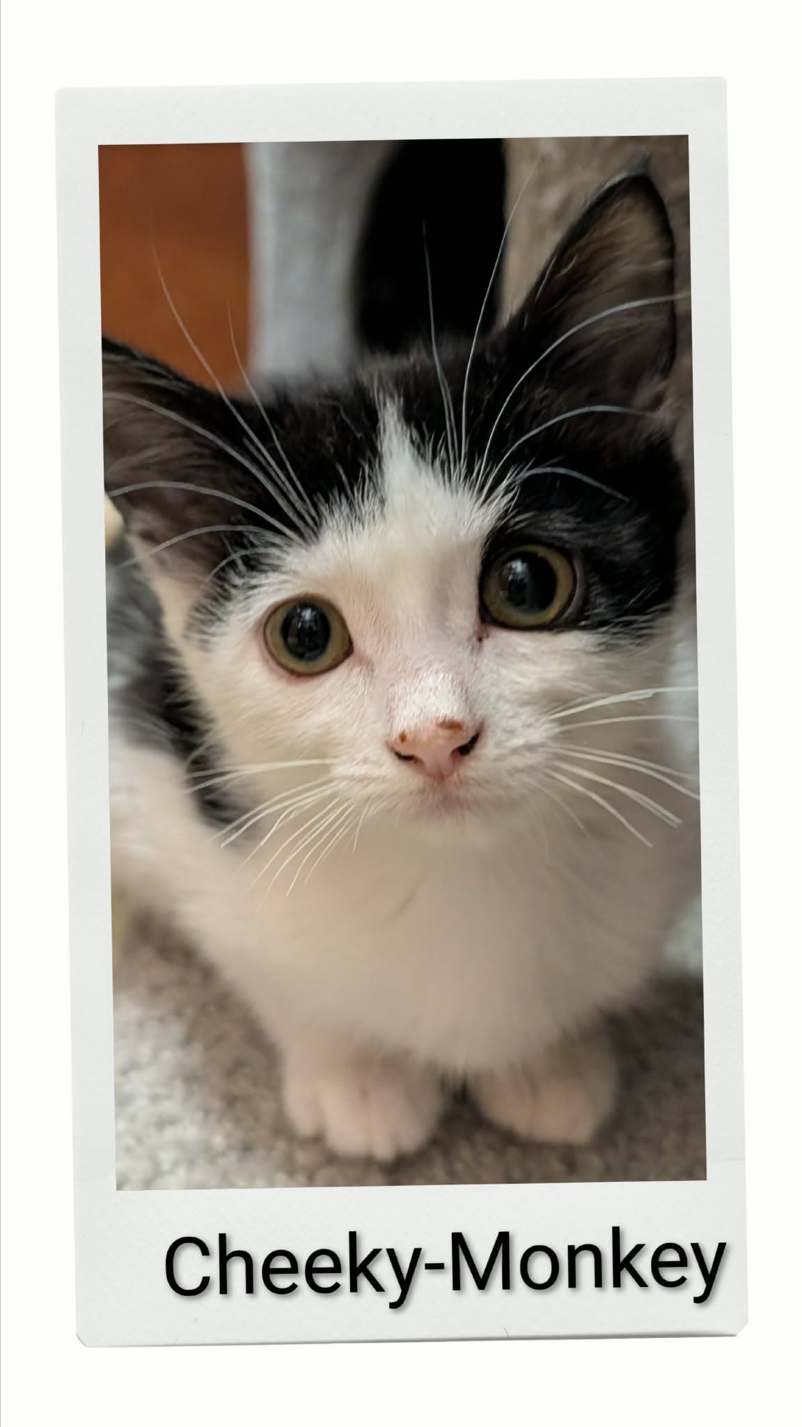 Cheeky-Monkey - Domestic Short Hair