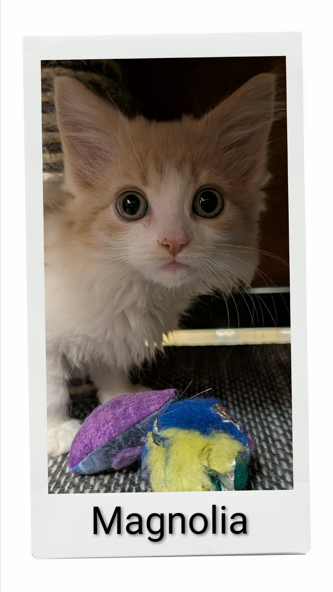 Magnolia - Domestic Medium Hair