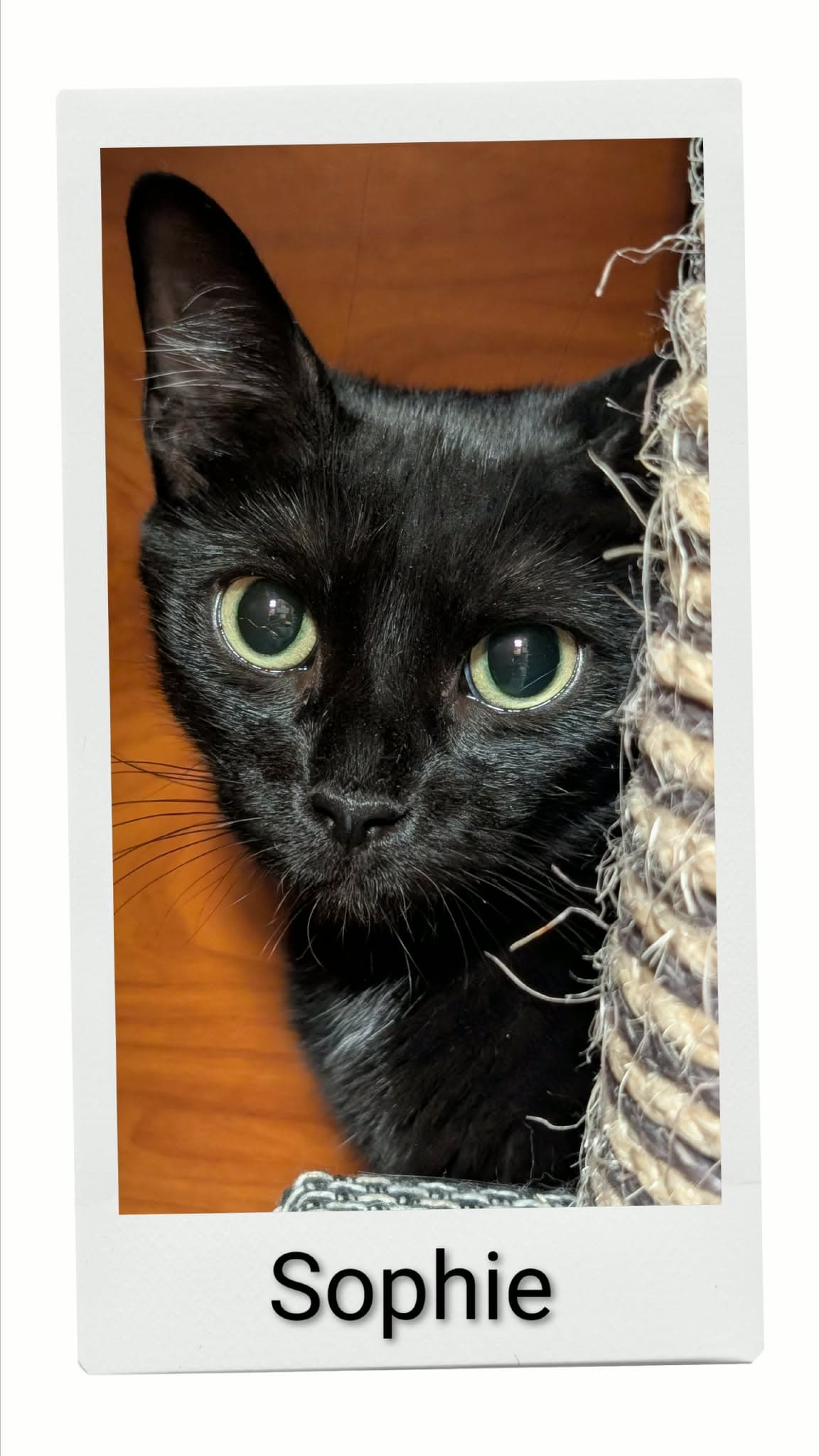Sophie - Domestic Short Hair