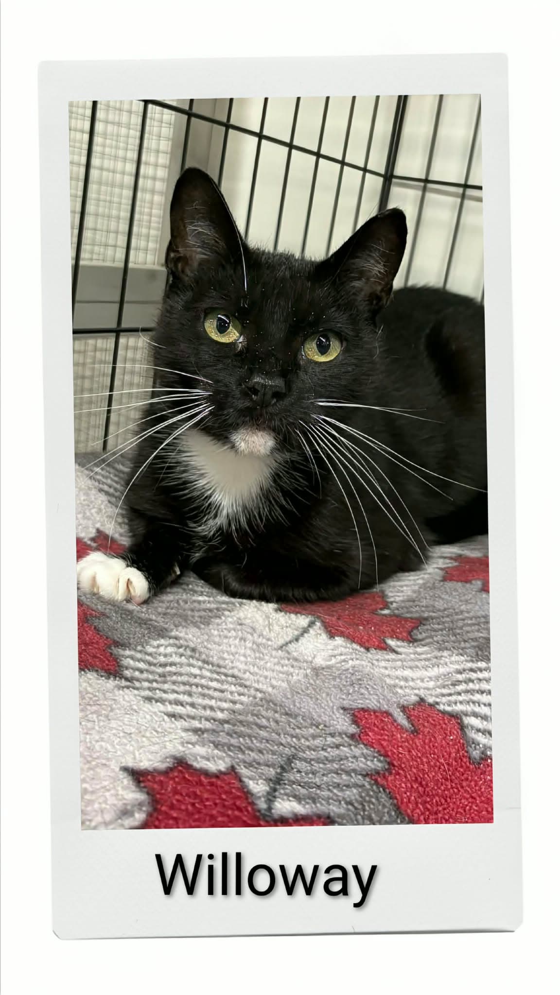 Willoway - Domestic Short Hair