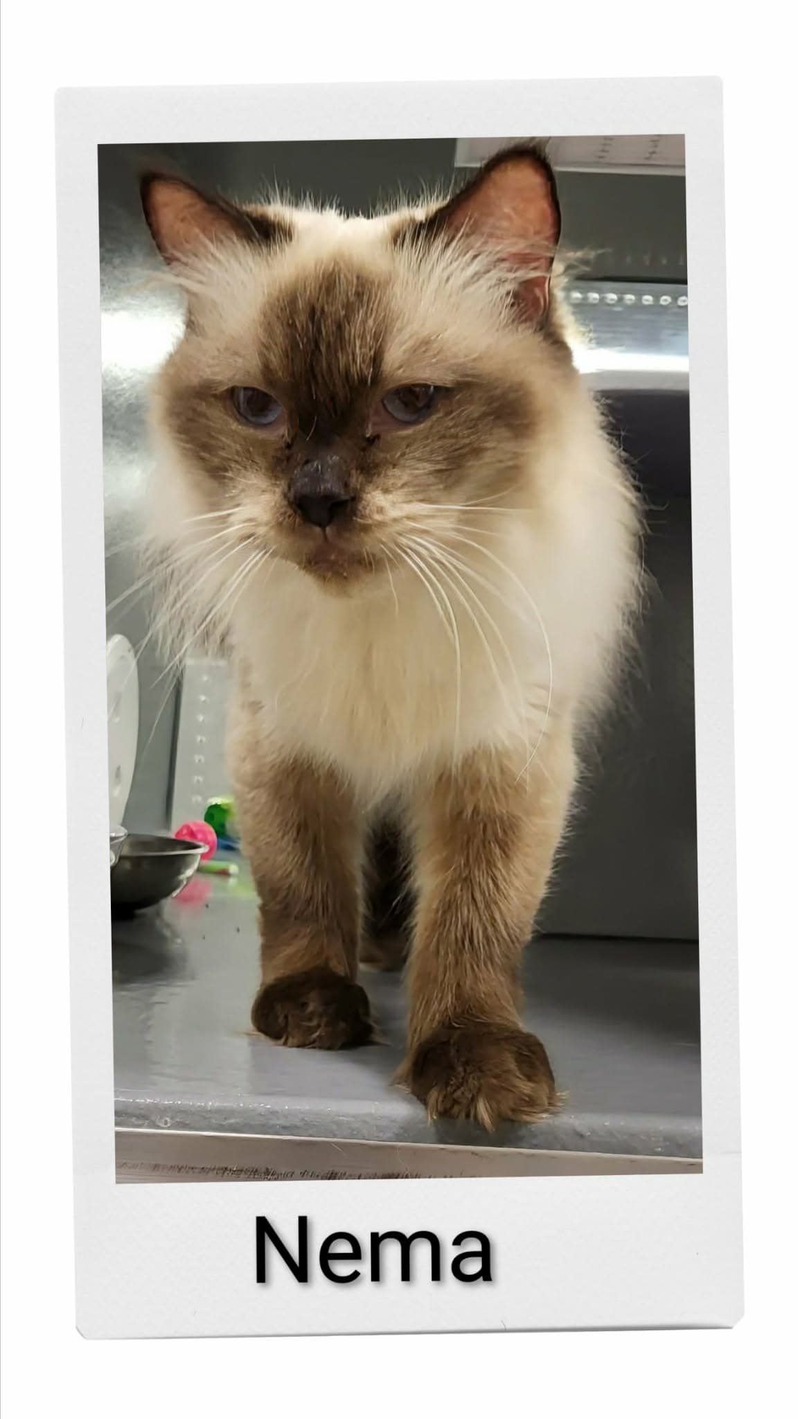 Nema - Domestic Short Hair