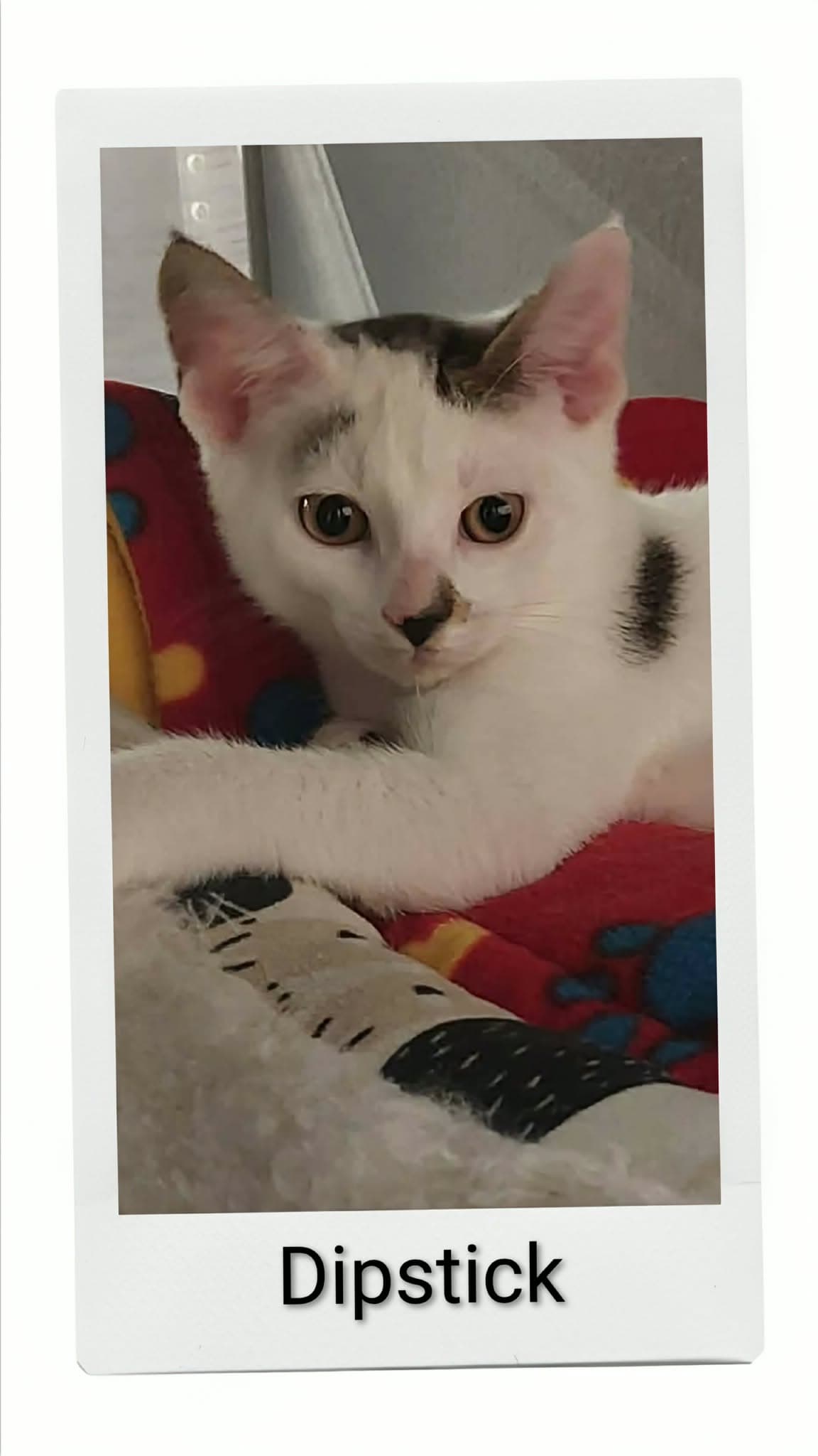 Dipstick - Domestic Short Hair