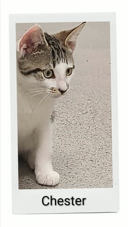 Chester image 1