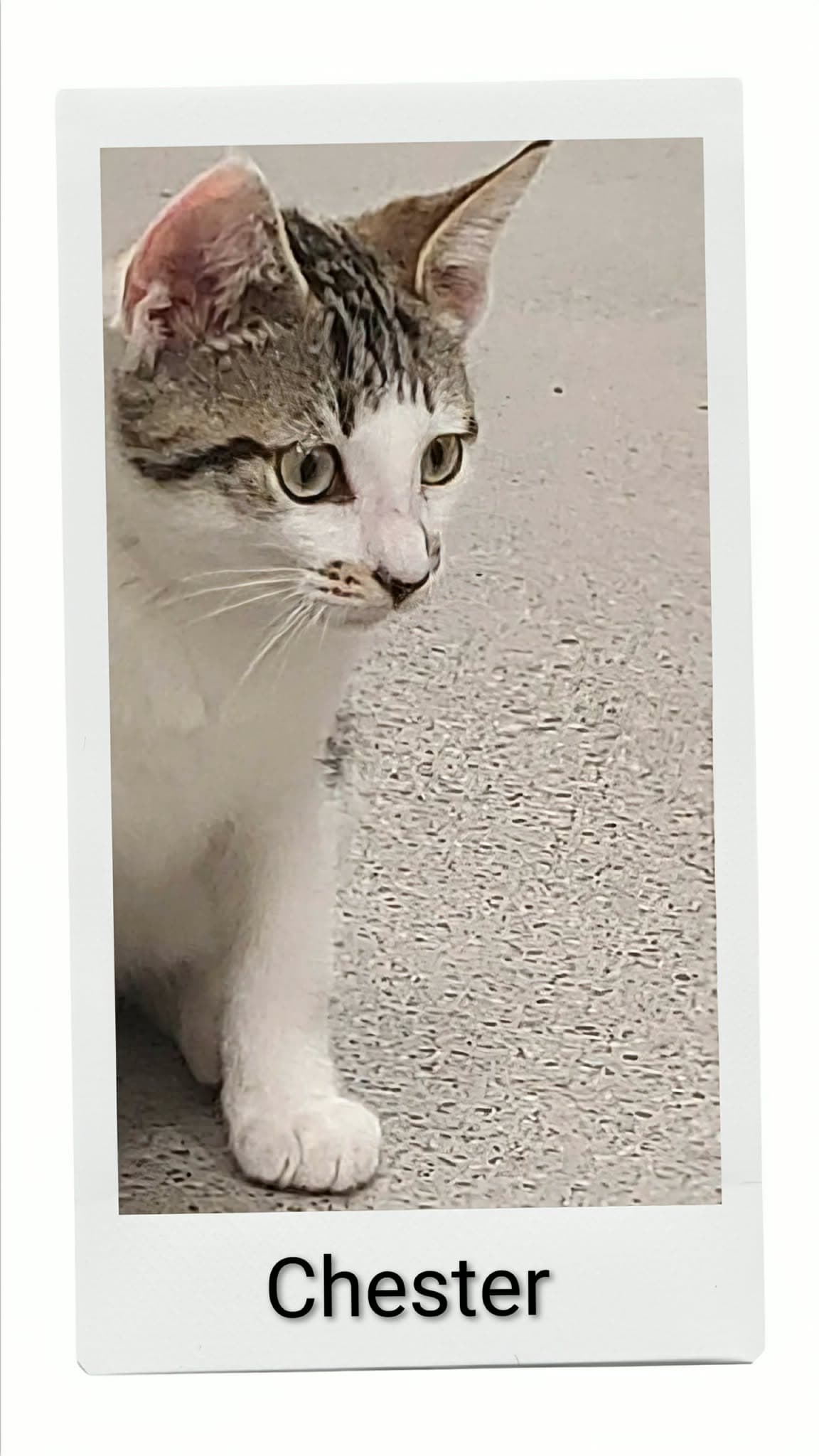 Chester - Domestic Short Hair