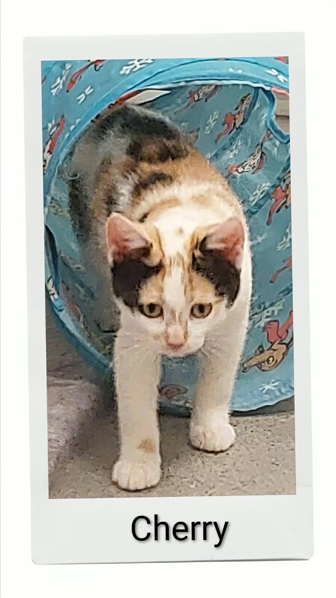 Cherry - Domestic Short Hair