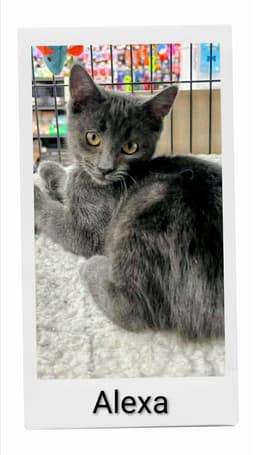 Alexa image 1