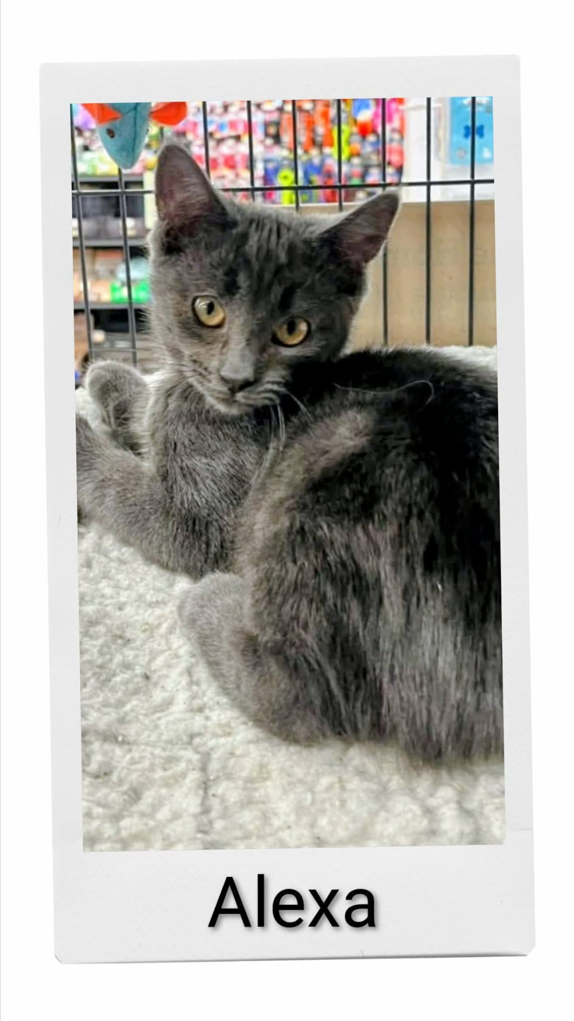 Alexa - Domestic Short Hair