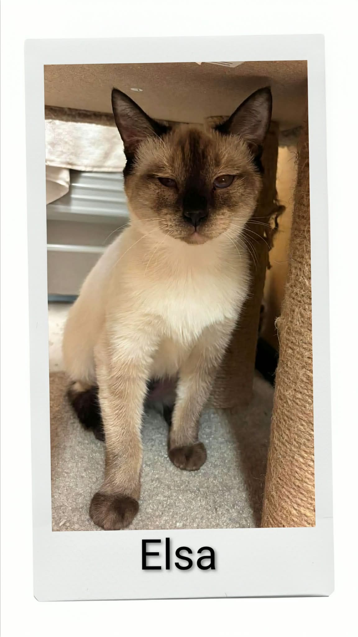 Elsa - Domestic Short Hair