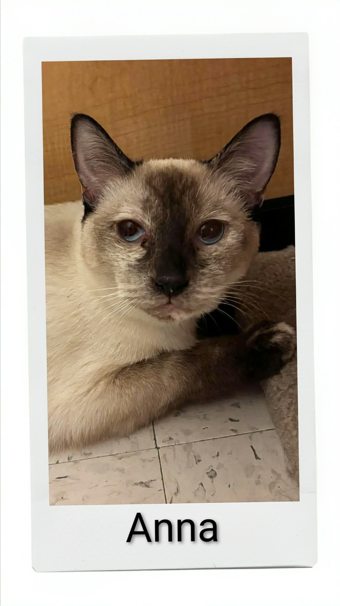 Anna - Domestic Short Hair
