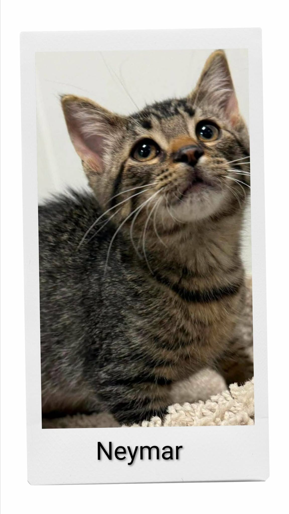 Neymar - Domestic Short Hair