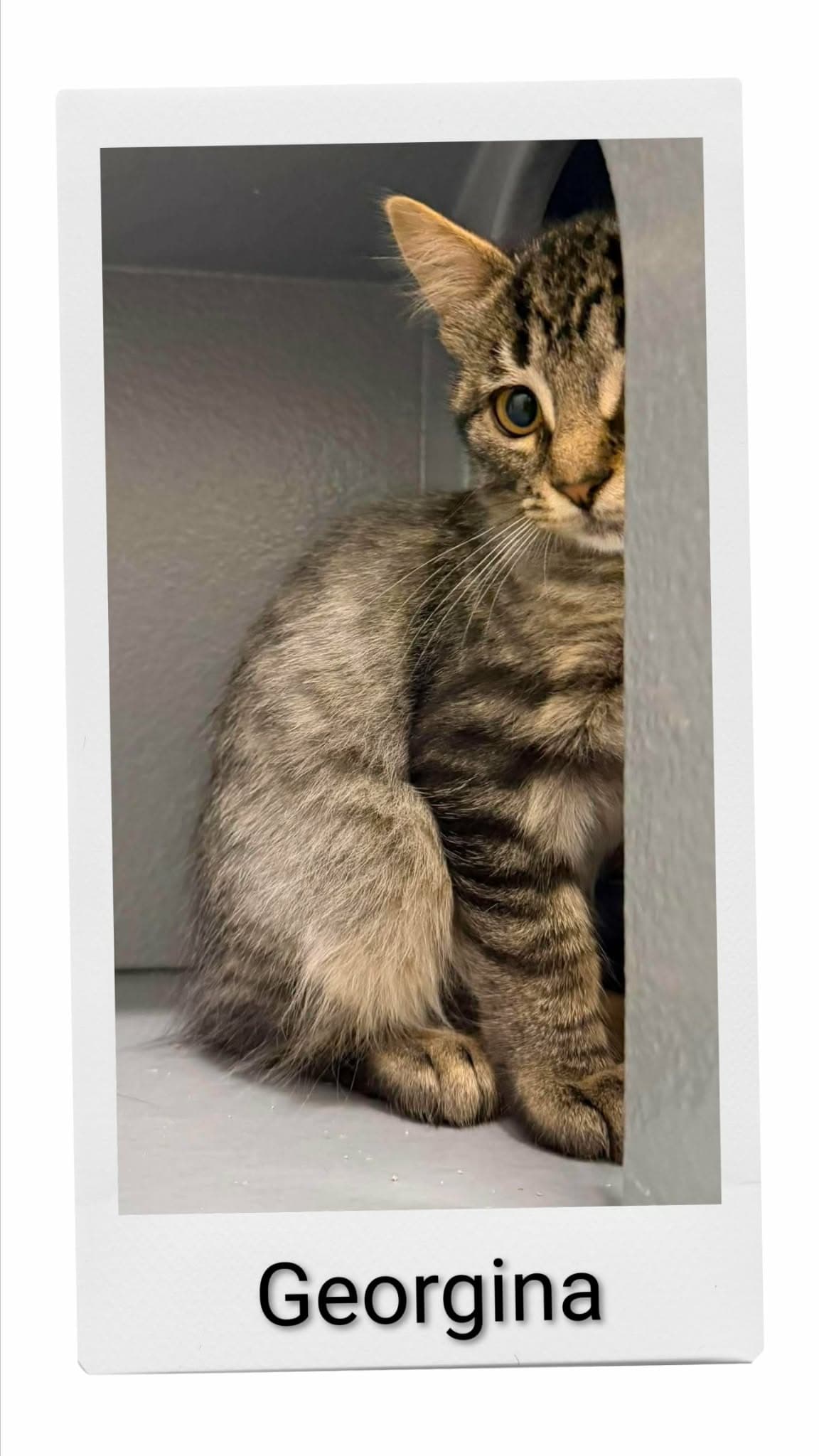 Georgina - Domestic Short Hair