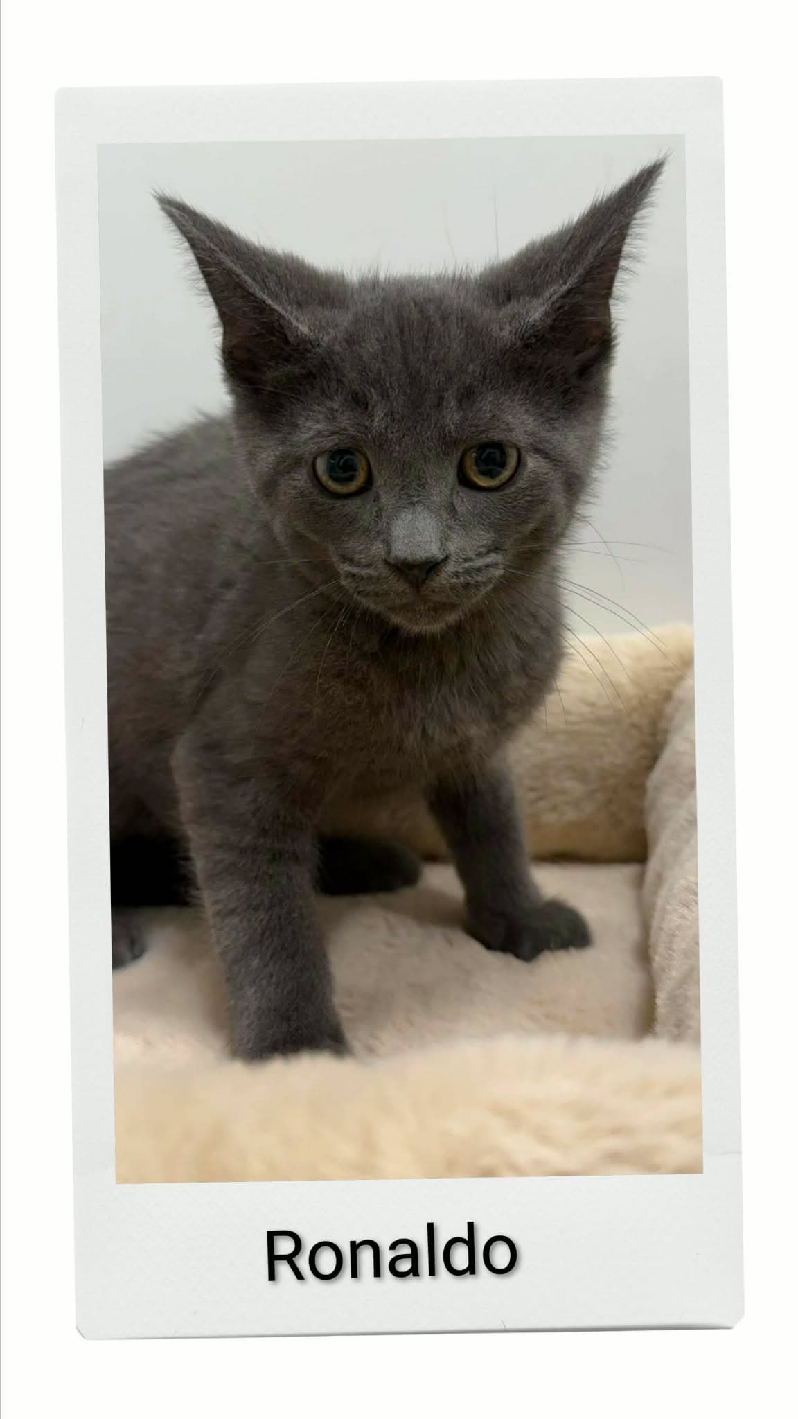 Ronaldo - Domestic Short Hair