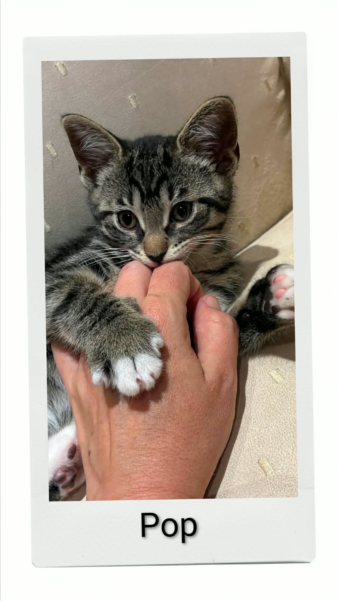 Pop - Domestic Short Hair
