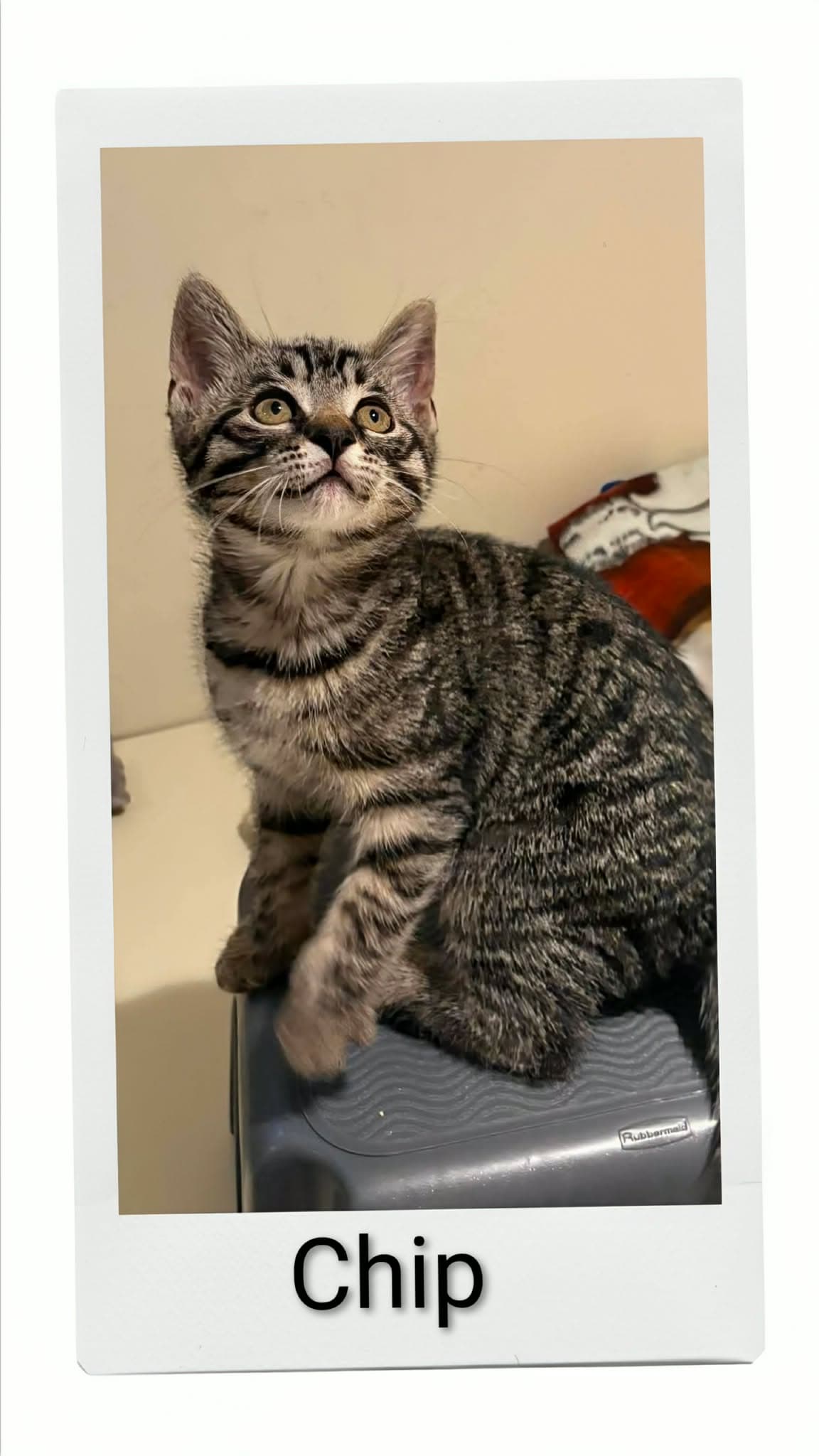 Chip - Domestic Short Hair