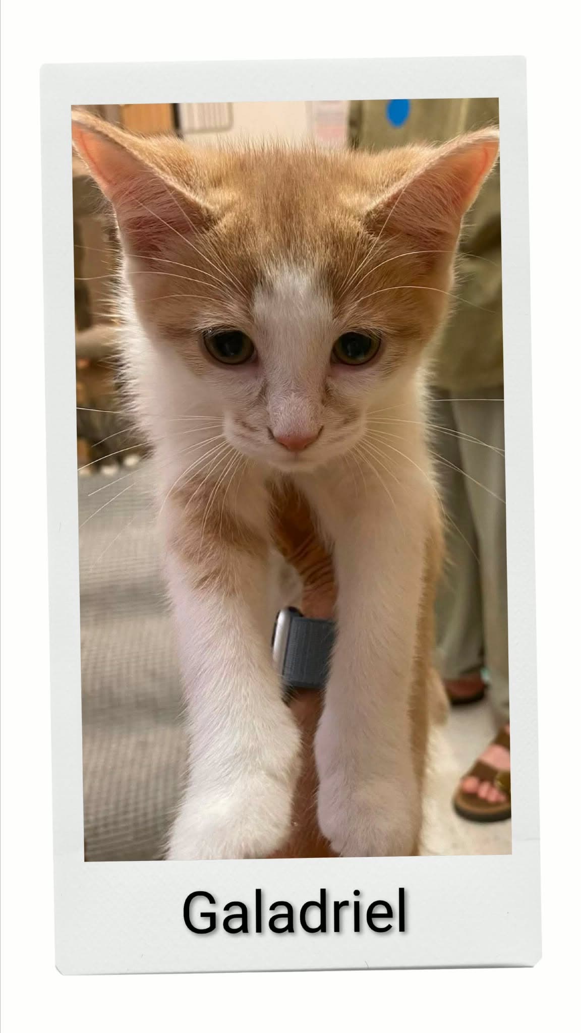 Galadriel - Domestic Short Hair
