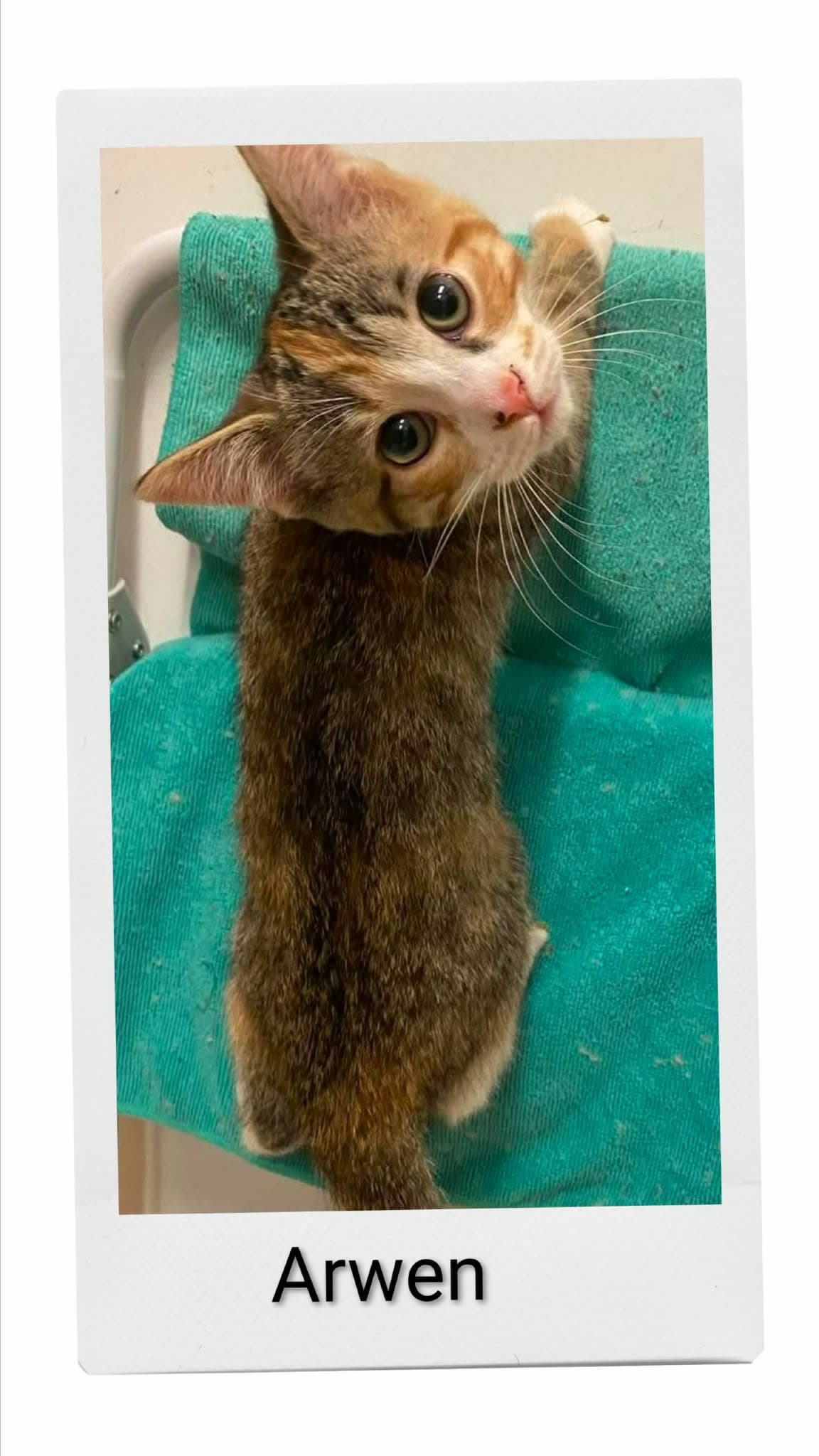 Arwen - Domestic Short Hair