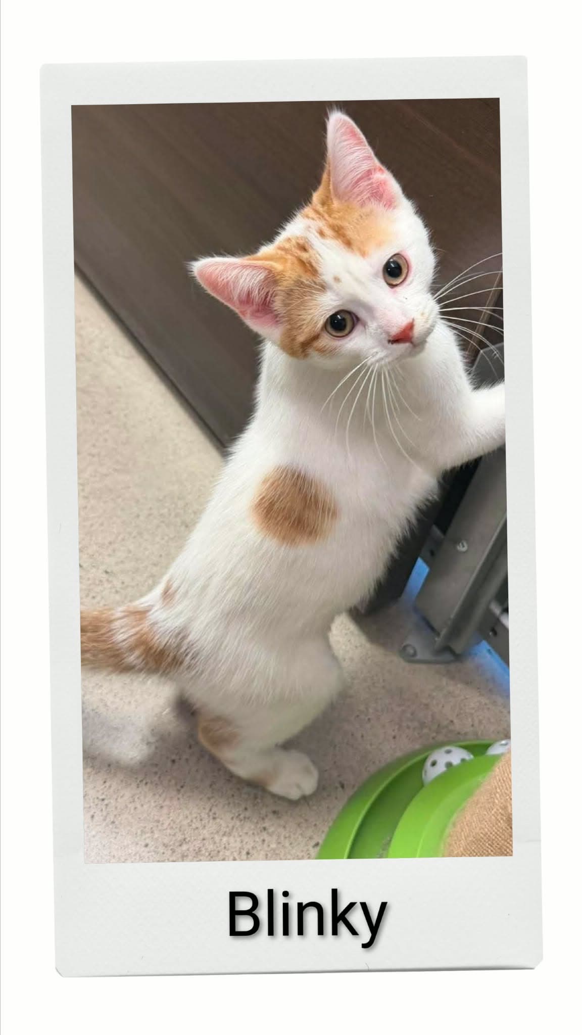Blinky - Domestic Short Hair