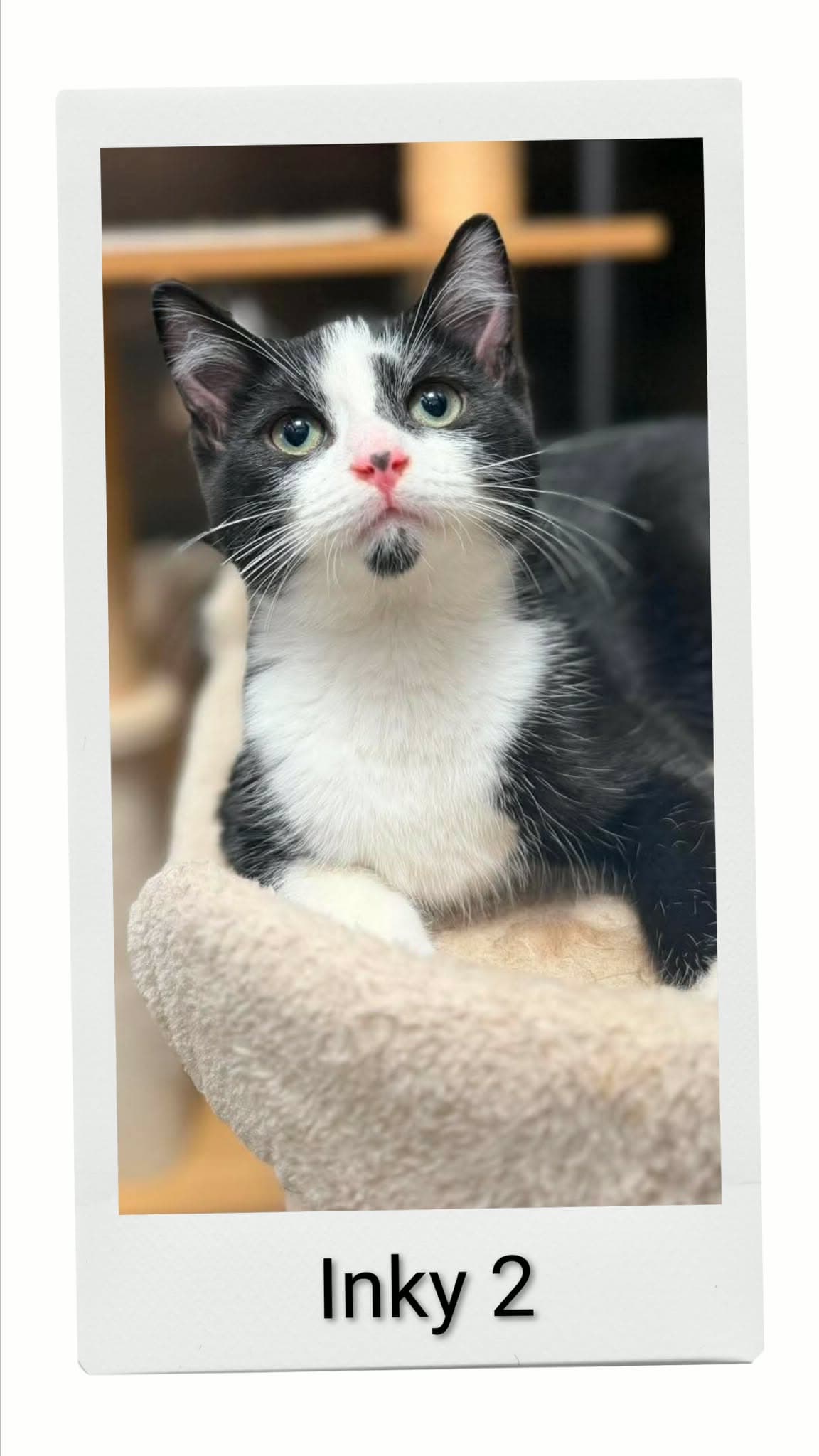 Inky - Domestic Short Hair