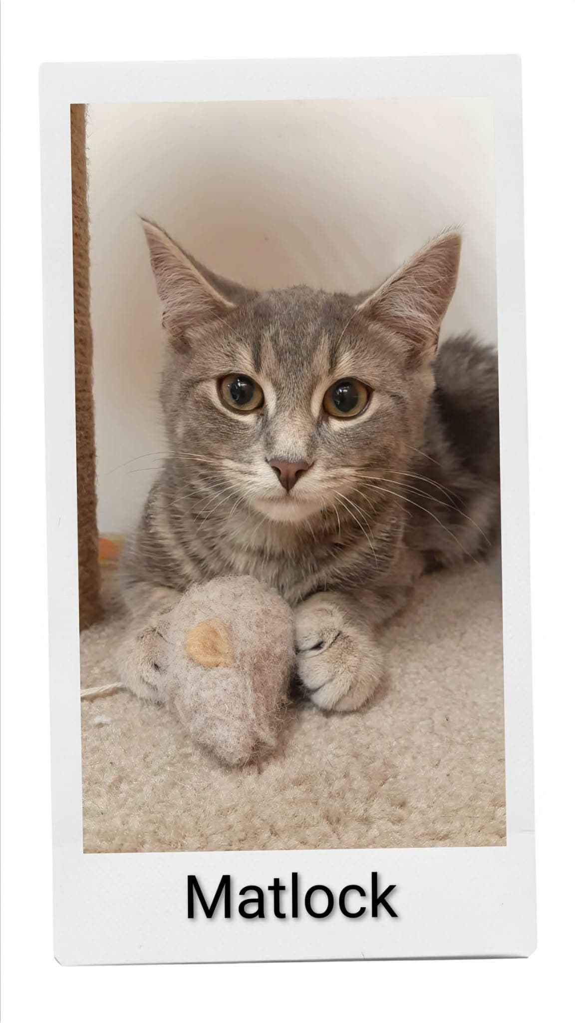 Matlock - Domestic Short Hair