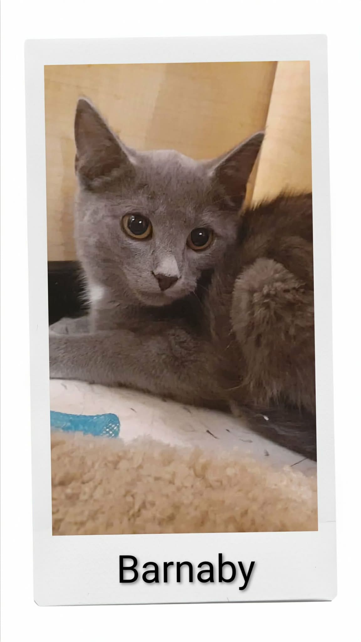 Barnaby - Domestic Short Hair
