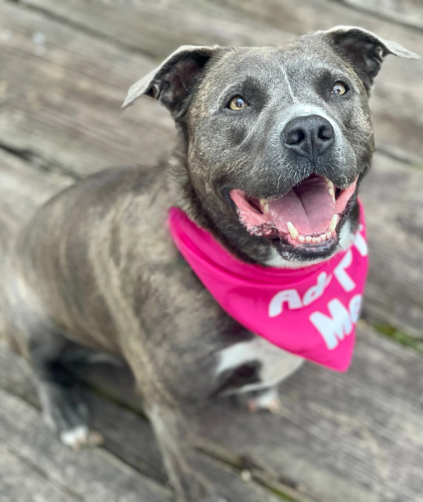 Jasmine - Terrier