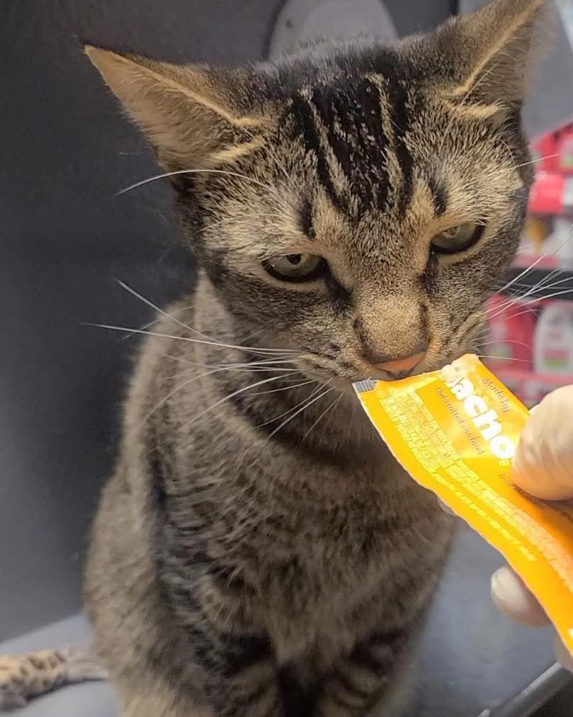Finn - Domestic Short Hair