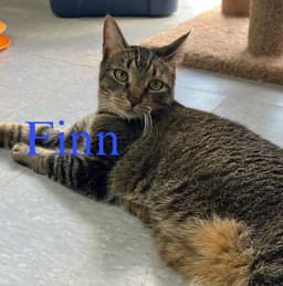 Finn image 2
