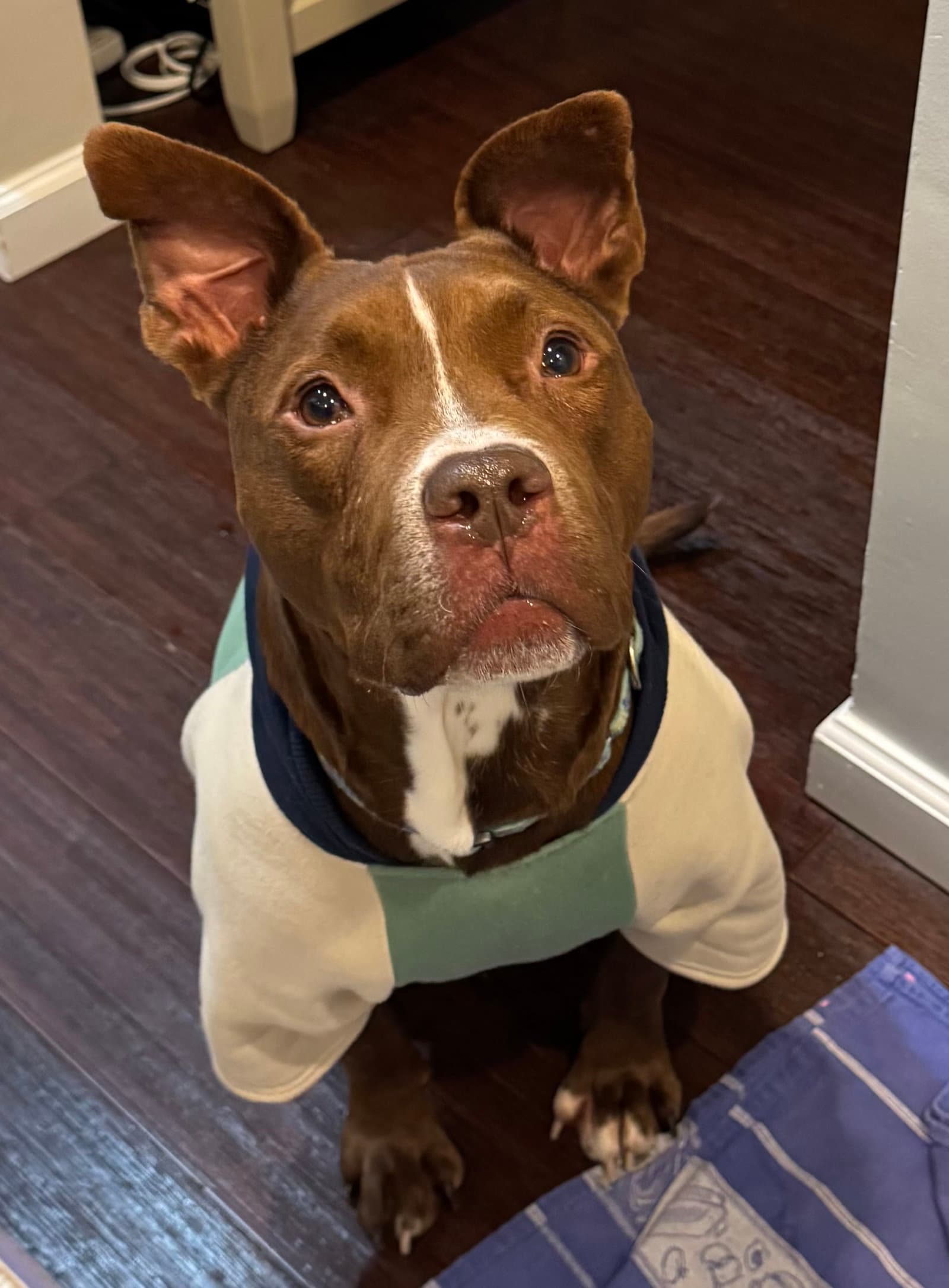 Trey - Pit Bull Terrier