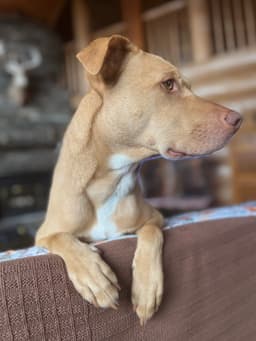 Peanut image 3