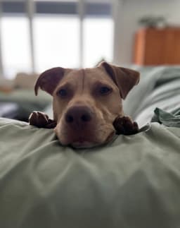 Peanut image 2